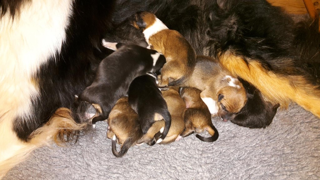 Kaikki pennut läjässä. Kuva: Kaarina Pesonen