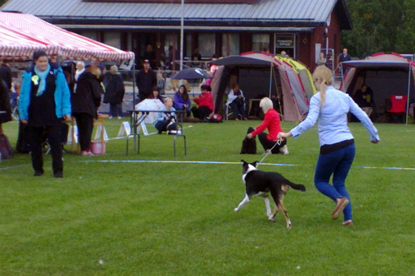 Gini Helsingin pentunäyttelyssä