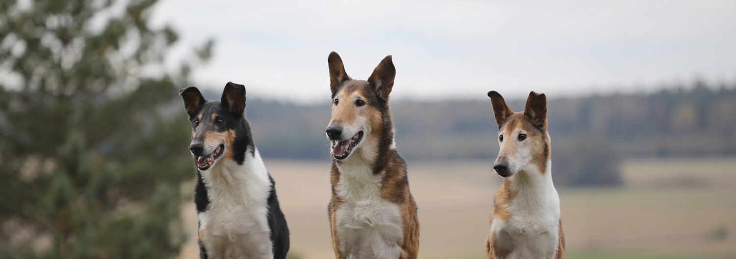 Keyword &ndash; sile&auml;karvaiset colliet
